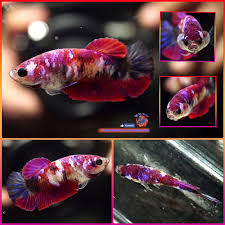 Rare Live Betta Fish Female Galaxy Vivid Purple Koi Halfmoon Plakat Hmpk 671 Betta Betta Fish Fish