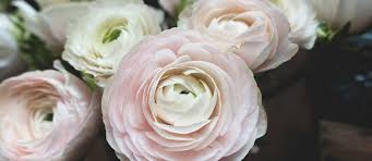 I really, really love fresh flowers. Quotes For Funeral Flowers From Business Condolence Message Dogtrainingobedienceschool Com