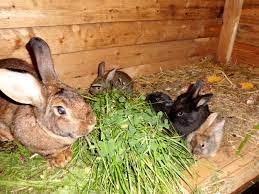 Er kann es in der wohnung halten oder aber draußen im garten, in einem entsprechenden behältnis. Kaninchen Im Garten Gartenbob De Der Garten Ratgeber