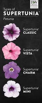 There Are Close To 40 Different Types Of Supertunia Varieties Find Out Which Is The Best One For Your Garden And W Petunias Container Gardening Annual Plants