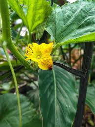 Image result for Cucurbitaceae