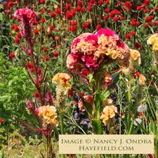 Image result for Celosia elegantissima