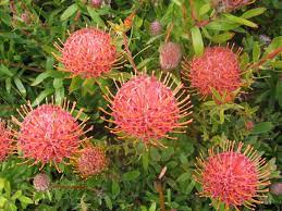 Leucospermum 'scarlet ribbon' in stock. Leucospermum Scarlett Ribbons Muchea Tree Farm
