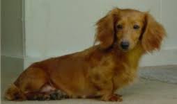 About us mini & standard dachshund dams mini & standard dachshund sires. Dachshund Colors Starlight Kennel