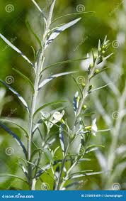 Image result for Gomphostigma