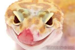 Image result