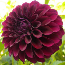 Maybe you would like to learn more about one of these? Pin On Gardening