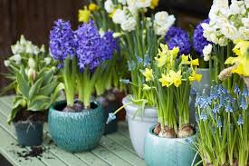 Check spelling or type a new query. Fruhlingsblumen Auf Dem Balkon Narzissen Tulpen Hyazinthen In Keramik Topfen Blumenliebe Outdoor Fruhling Bulb Flowers Growing Bulbs Spring Bulbs