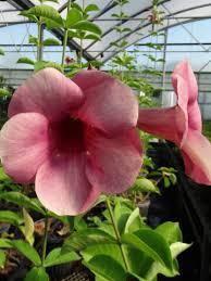 Image result for Allamanda
