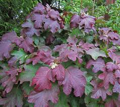 Image result for Hydrangea quercifolia