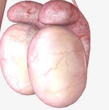 The migration is complete at ~30 weeks. Male Reproductive System Scrotum Testes Nursing Lecture