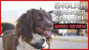 Made from durable woven nylon and machine washable. English Springer Spaniel Breed Guide Info Pictures Care More Pet Keen