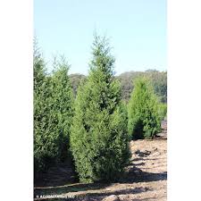Image result for Juniperus