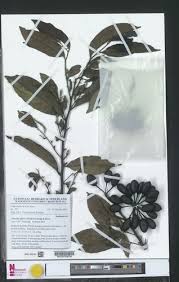 Image result for Annickia