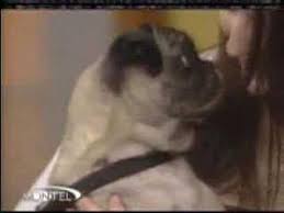 Don't be embarrassed to use your dog voice. I Love U In Dog Language Youtube