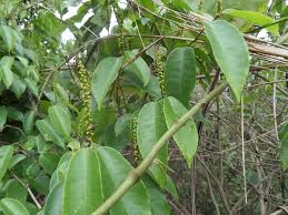 Image result for Sclerocroton