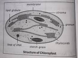 A typical chloroplast has a biconvex shape and a maximum dimension of about 5?m (i.e. Explain Structure Of The Chloroplast Brainly In