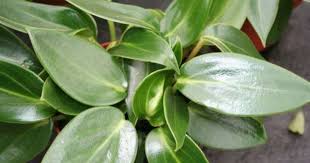 Watering, feeding, lighting, temperature, propagation. Peperomia Smaragd Peperomia Plant Peperomia Plants