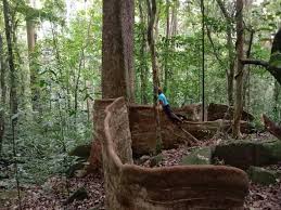 Image result for Newtonia buchananii