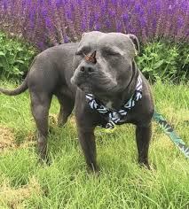 Staffordshire Bull Terrier In Nature Cutest Thing Ever In 2020 Bully Breeds Dogs Staffy Dog Cute Dogs