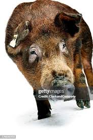 Risultati immagini per porco