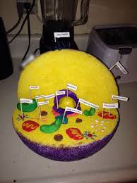 Animal Plant Cell 3d Model 7 Cells Project Plant Cell Project Science Projects For Kids