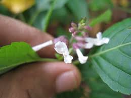 Image result for Orthosiphon thymiflorus