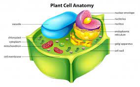 Chlorophyll Just Led Us Plant Cell Plant Cell Model Cell Model