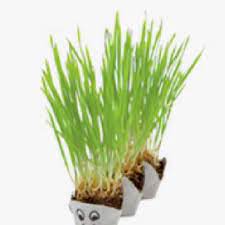Egg Carton Growing Grass Kid Project Grow A Grassapillar Celebrate The Arrival Of Spring By Bringing This Egg Carton Crafts Spring Crafts For Kids Egg Carton