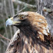 Learn About Eagles Biology