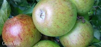 They have a decent growth rate that provides plenty of opportunities to train new shoots and branches, plus they bloom beautifully in spring, and can be cultivated to produce a decent amount of fruit in relation to its size. 5 Solutions For Unproductive Fruit Trees