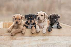 How To Care For Newborn Puppies Cesar S Way