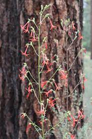 Maybe you would like to learn more about one of these? Growing Wildflowers In Central Oregon Osu Extension Service