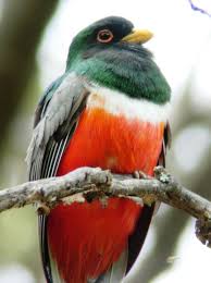 Birds Of Southern Arizona Book Madera Canyon Http Www Friendsofmaderacanyon Org With Images Madera Canyon Rare Birds Bird Species