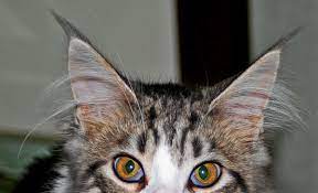 Maine Coon Cat Ear Tufts
