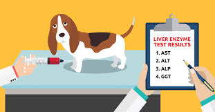 What That Liver Enzyme Test Is Telling You Dogs Naturally