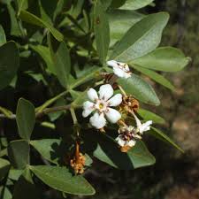 Image result for Schrebera