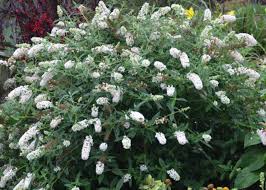 Image result for Buddleja pulchella