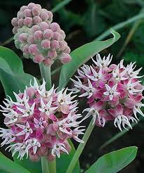 Look At This Zulilyfind Showy Milkweed Seed Ball Set Of 15 Zulilyfinds Milkweed Seeds Seed Balls Milkweed