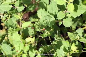 Image result for Boerhavia diffusa