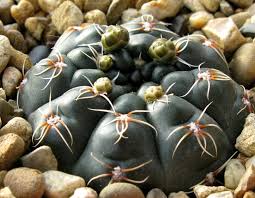 The name cacti or cactus has been adopted by the masses as the universal term to describe succulent plants. Gymnocalycium Amerhauseri Care And Culture Travaldo S Blog