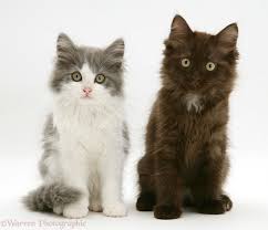 A big welcome to all catlovers with a fancy for the persian cat in the beautiful variations of the chocolate and the lilac color. Grey And White And Chocolate Persian Cross Kittens Photo Wp31102