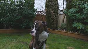 We offer a 30 days money back guarantee if you decide not to keep our puppy after our puppy arrives your home. 5 Week Old Golden Retriever Stock Footage Video 100 Royalty Free 3492956 Shutterstock