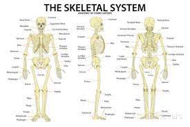 The Skeletal System Anatomy And Physiology Science Chart Poster Posters At Allposters Com Skeletal System Anatomy Skeletal System Human Skeletal System