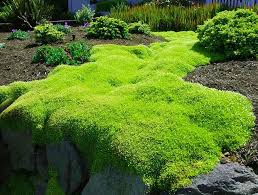 Image result for Sagina