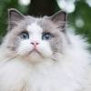 Sehingga nutrisi kucing harus terpenuhi. Https Encrypted Tbn0 Gstatic Com Images Q Tbn And9gcr2uu6di Q6vumw5ygt8txxons5motmhvjhfozujoco1bcno9qx Usqp Cau