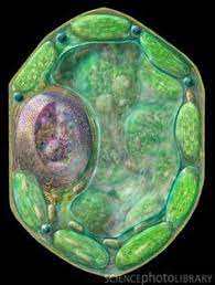 Unfortunately, cellulose isn't sugar, and the plants who made them didn't make them to be. 230 Cellular Ideas Microscopic Photography Microscopic Images Microscopic