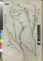 Image result for Limeum pterocarpum