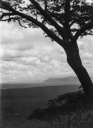 Image result for Trichopteryx fruticulosa