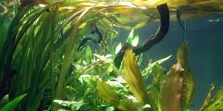 Image result for Vallisneria